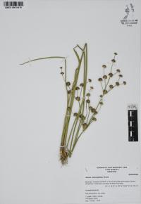 Juncus microcephalus image